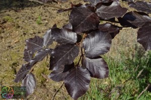 Fagus sylvatica Atropunicea (1) (1200 x 800).jpg_product_product_product